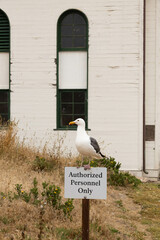 Western Seagull resting on sign