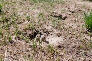 Gophers in wildlife among the grass near the holes. Gopher cubs near a hole on a sunny summer day. Wild animals in their natural habitat.