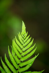 green fern leaves in the forest, shallow depth of field.
