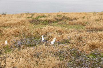 Fototapeta premium Western Seagulls nesting in tall brown grass on Anacapa Island, Channel Islands National Park, California