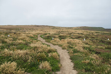 Dirt trail thru grass with seagulls nesting next to path, Anacapa Island, Channel Islands National Park, California