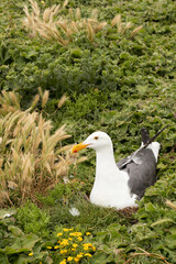 Western Seagull nesting in grass on Anacapa Island, Channel Islands National Park, California
