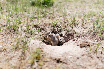Gophers in wildlife among the grass near the holes. Gopher cubs near a hole on a sunny summer day. Wild animals in their natural habitat.