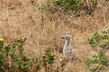 Western Seagull chick in tall brown grass on Anacapa Island, Channel Islands National Park, California