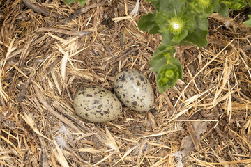 Two spotted Western Seagull eggs in a nest 