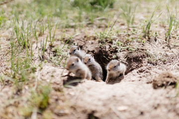 Gophers in wildlife among the grass near the holes. Gopher cubs near a hole on a sunny summer day. Wild animals in their natural habitat.