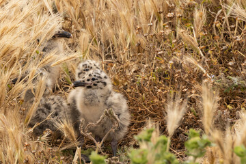 Western Seagull chicks in the grass on Anacapa Island, Channel Islands National Park, California