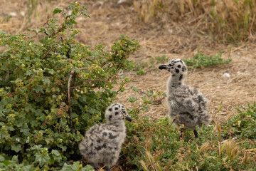 Two Western Seagull chicks in the grass on Anacapa Island, Channel Islands National Park, California