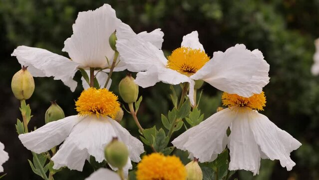  California tree poppy (Romneya coulteri). Large white flowers with a diameter of 10-18 cm. Many wild plants still bloom in early summer in California.