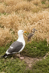 Western Seagull with chick in grass on Anacapa Island, Channel Islands National Park, California