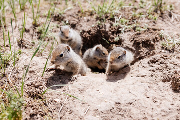 Gophers in wildlife among the grass near the holes. Gopher cubs near a hole on a sunny summer day. Wild animals in their natural habitat.