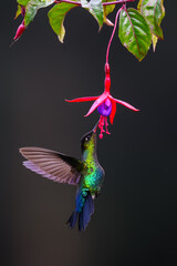Fiery-throated Hummingbird in flight feeding on purple flower against green background