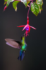 Fototapeta premium Fiery-throated Hummingbird in flight feeding on purple flower against green background
