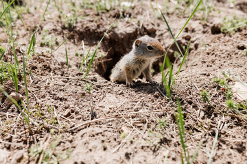 Naklejka na ściany i meble Gopher sits and looks out of his hole among the green grass. Wild animal in wildlife close-up. Baby gopher eats grass 