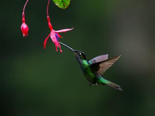 Talamanca Hummingbird in flight feeding on purple flower against green background