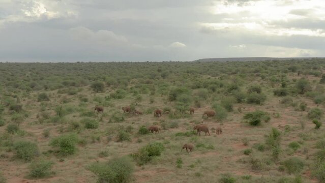 Aerial drone footage of Elephants grazing in bushland of Samburu, Kenya