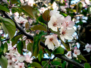 branches blooming apple tree with red flowers on a spring morning, macro