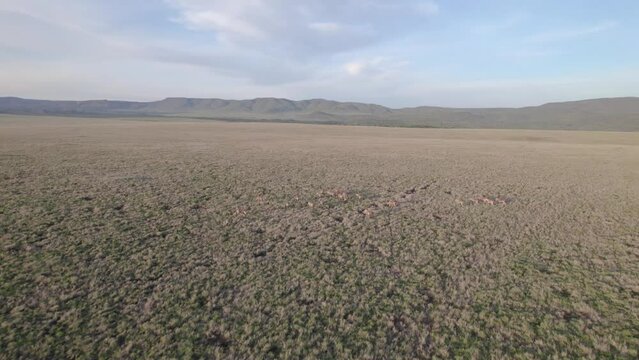 Drone stock footage of Oryx herd running in the savanna