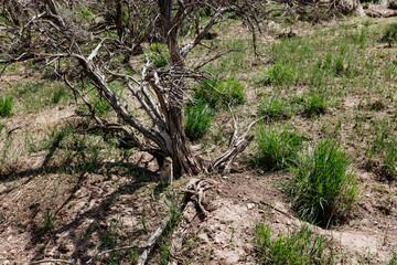 Gopher sits and looks out of his hole among the green grass. Wild animal in wildlife close-up. Baby gopher eats grass
