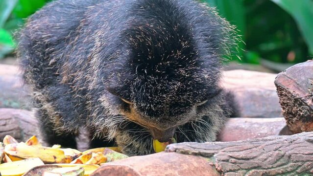 Binturung is a kind of large-bodied weasel which has the Latin name Arctictis binturong. At first glance, this animal has a face similar to a cat or a bear and has a long tail like a dog.