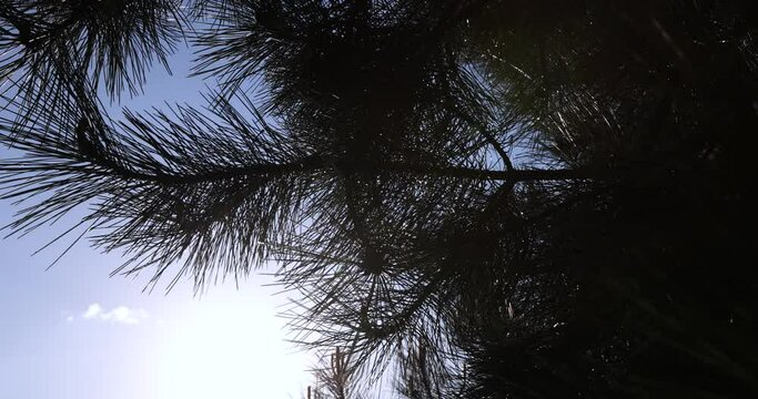 long pine needles in the spring season, close-up of pine branches with long needles in sunny spring weather