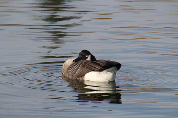 country goose swimming, William Hawrelak Park, Edmonton, Alberta