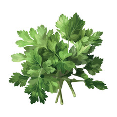 Fresh green herbs parsley for healthy eating