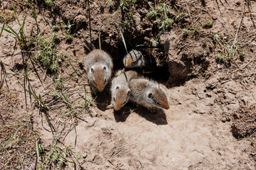 Gopher sits and looks out of his hole among the green grass. Wild animal in wildlife close-up. Baby...