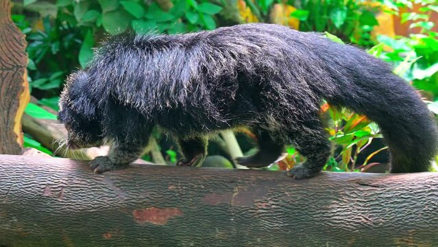 Binturung is a kind of large-bodied weasel which has the Latin name Arctictis binturong. At first glance, this animal has a face similar to a cat or a bear and has a long tail like a dog.