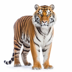 Fototapeta na wymiar white tiger isolated on white background