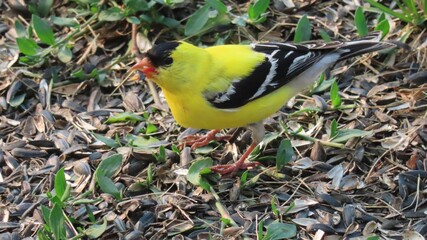 yellow male goldfinch