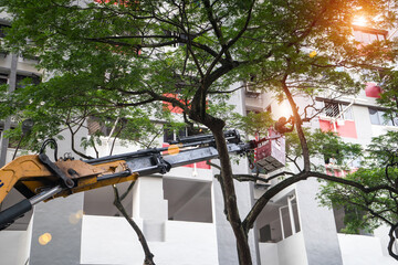 Pruning large trees near the building that using  a cherry picker, cutting back, removing leafless...