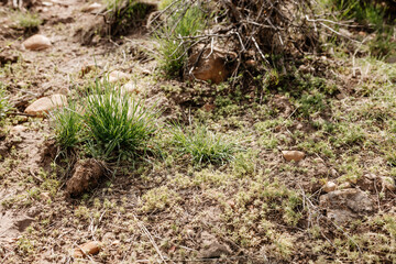 Naklejka na ściany i meble The ground squirrel sits near its hole. Close-up of a small gopher cub. Photo of a wild animal in its natural environment.