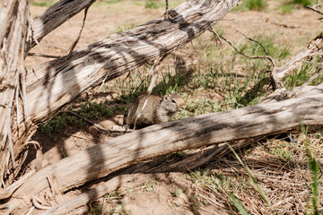 The ground squirrel sits near its hole. Close-up of a small gopher cub. Photo of a wild animal in its natural environment.