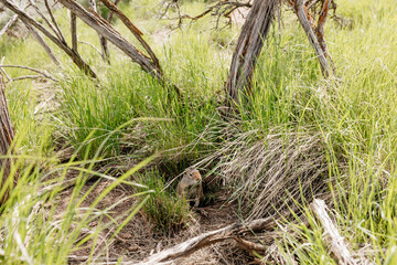 Gopher sits and looks out of his hole among the green grass. Wild animal in wildlife close-up. Baby gopher eats grass