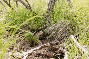 Naklejka na ściany i meble Gopher sits and looks out of his hole among the green grass. Wild animal in wildlife close-up. Baby gopher eats grass