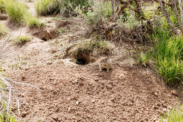 Naklejka na ściany i meble The ground squirrel sits near its hole. Close-up of a small gopher cub. Photo of a wild animal in its natural environment.