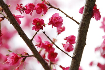 Fototapeta na wymiar Cherry blossom in the park.