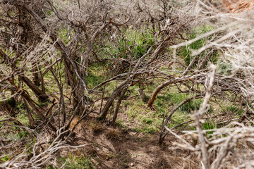 Gopher sits and looks out of his hole among the green grass. Wild animal in wildlife close-up. Baby gopher eats grass