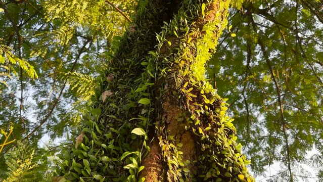  Pyrrosia piloselloides is one of several types of epiphytic ferns known as dragon scales, duduitan, or picisan leaves. Sunlight in forest
