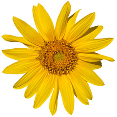 Common sunflower Plant