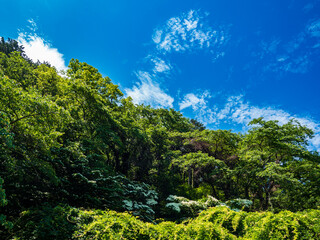 Fototapeta na wymiar 夏の青空と山の緑