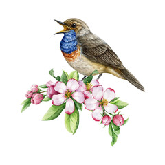 Singing bluethroat bird with spring tender flowers decoration. Watercolor illustration. Hand painted singing bird element. Tiny cute songbird. Singing bluethroat bird with flower decor isolated