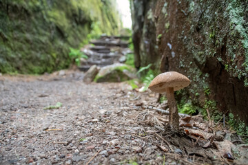 A tiny mushroom grows beside a large boulder on the Agawa Pictographs Trail in Lake Superior Provincial Park, Ontario.