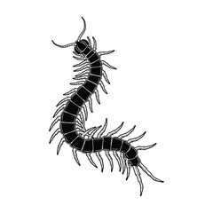 Vector illustration of centipede. Isolated on white background.