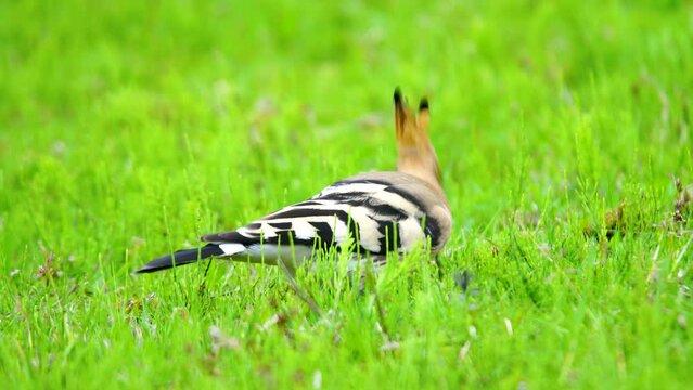The Eurasian Hoopoe belongs to the Upupidae family. It is a bird with short legs, a long and slightly curved bill, and a long triangular tail. It feeds on the wolves it catches by scratching the soil.