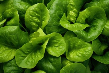Fototapeta na wymiar Vibrant, clean lettuce leaf (top view), up-close. Generative AI