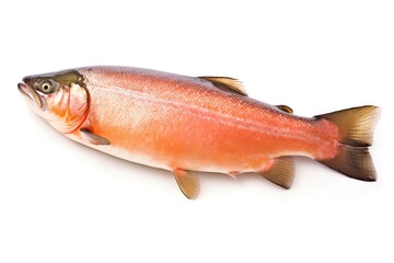 photograph of salmon fish isolated on white background macro lens soft lighting