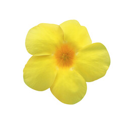 Allamanda cathartica or Allamanda flower. Close up yellow head flower isolated on transparent background.