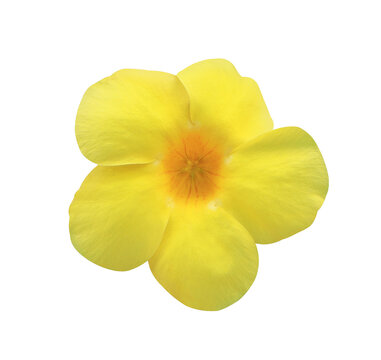 Allamanda cathartica or Allamanda flower. Close up yellow head flower isolated on transparent background.